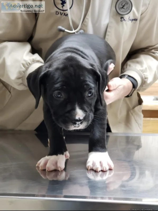 American bully