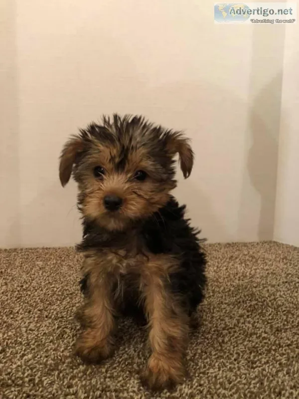 Beautiful Yorkie Puppies 400