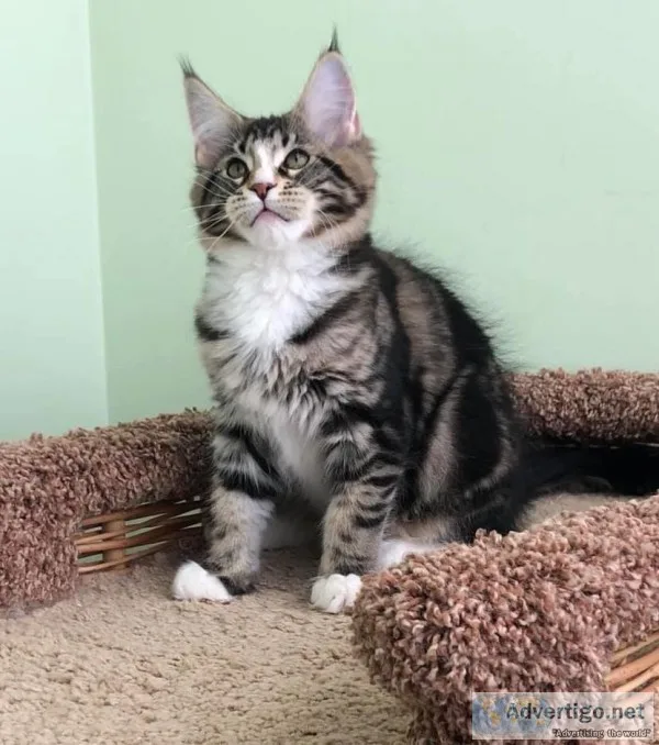 maine c--n kittens both male and female 500
