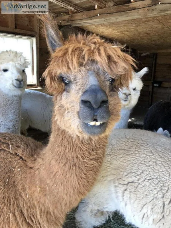 Alpaca