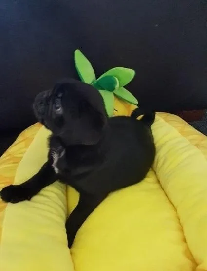 pug puppies 500