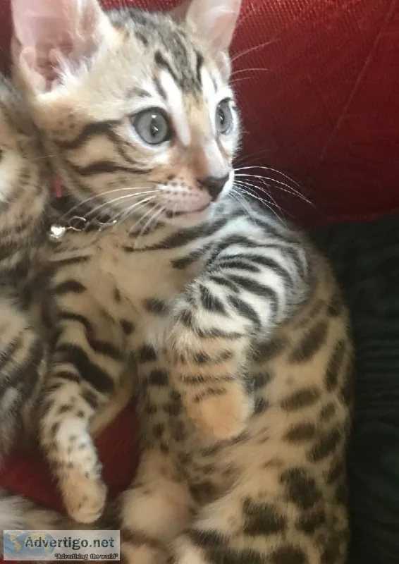 F4 Bengal Kittens