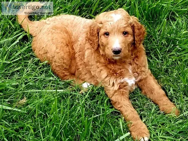 F1BB Goldendoodle puppy
