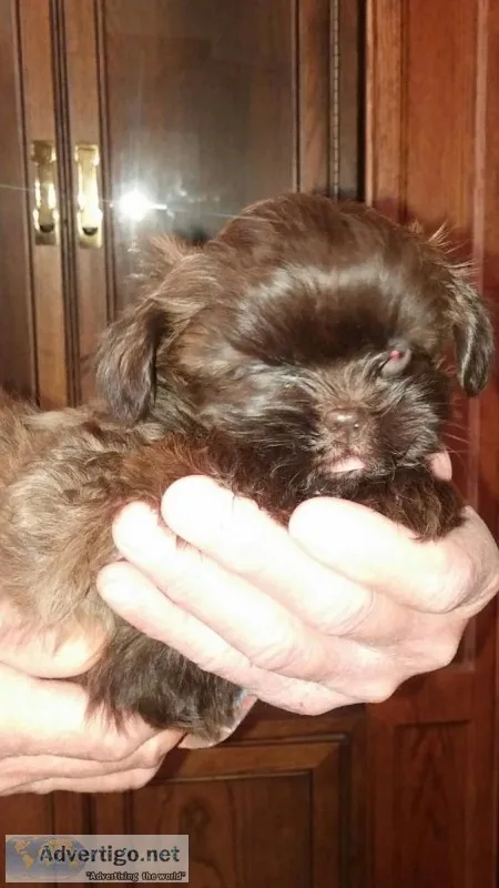 Shorkie Puppies