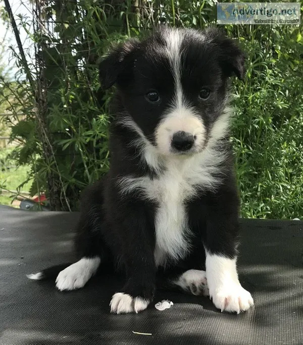 Beautiful Border Collie Puppies for sale