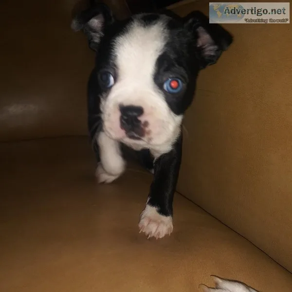 Boston Terriers puppies