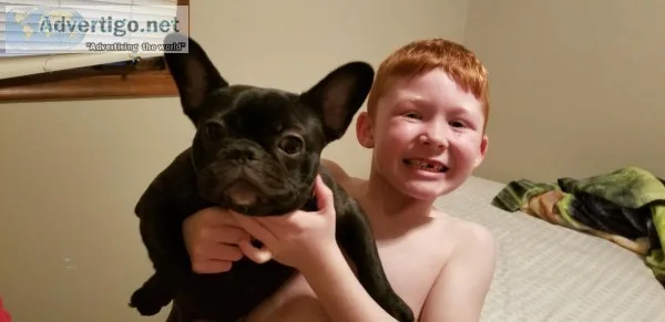 French bulldog puppy