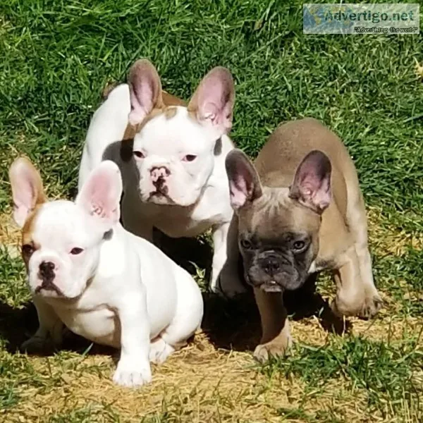 French Bulldog puppies