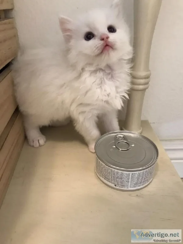 Ragdoll Kitten For Sale
