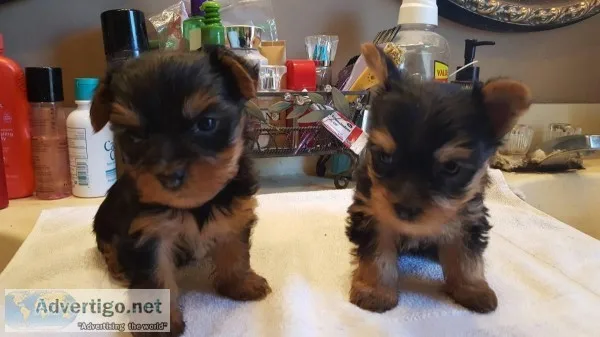 Gorgeous Yorkies Yorkie Puppies