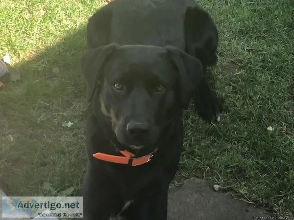 Lab Male
