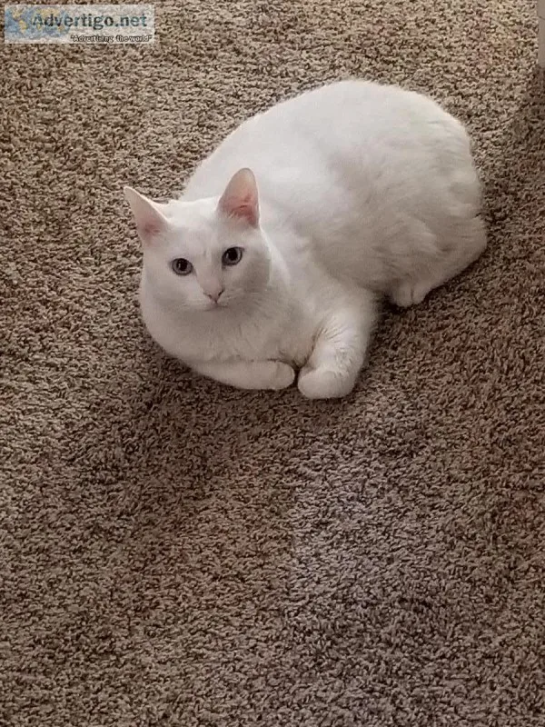 Pure white cat