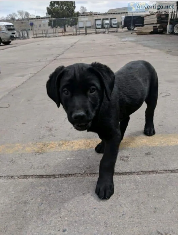 Black labs