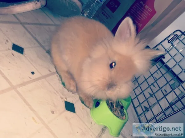 LionHead Bunny