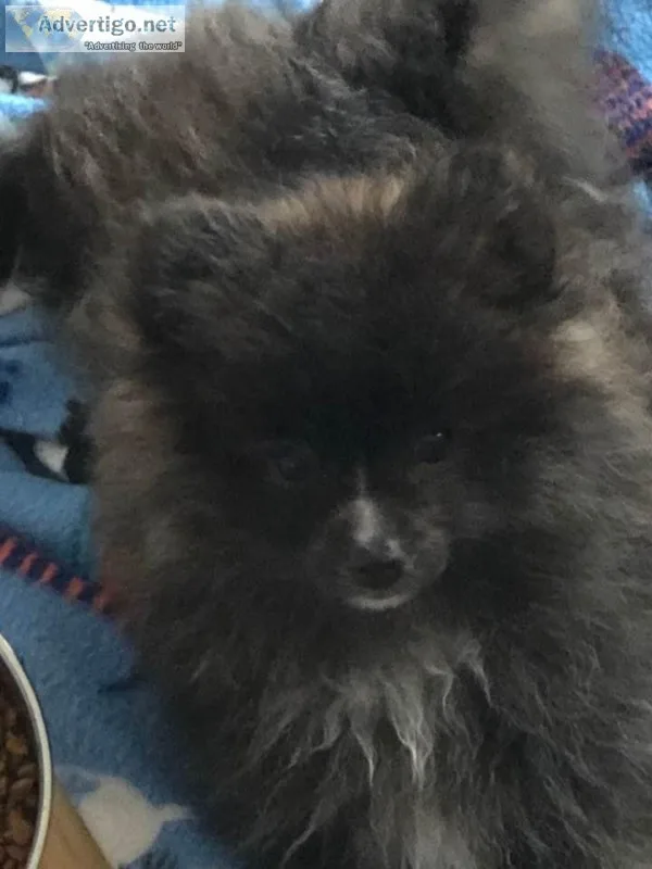 AKC CHAMPION PEDIGREE BRINDLE MALE POMERANIAN PUPPY