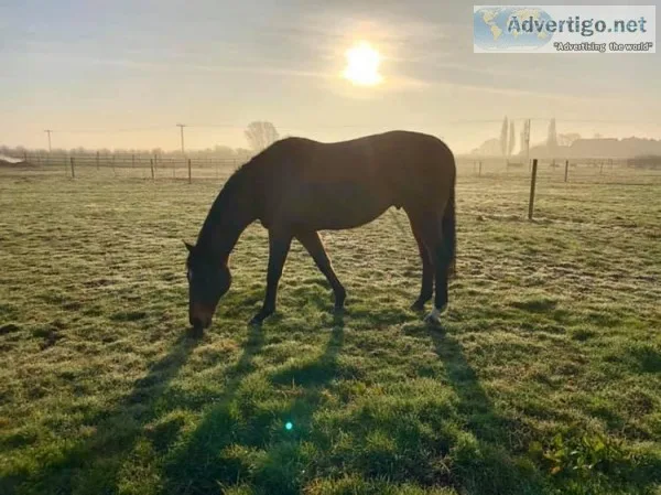 Horses For Sale in Lincolnshire  Kruger Equestrian