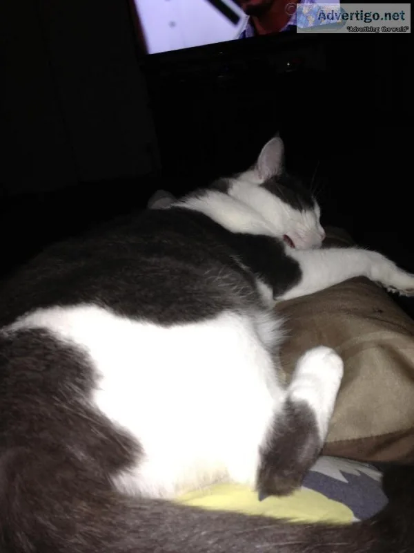 Adult almost 7 yr old Female Cat Spayed Free to Good Home
