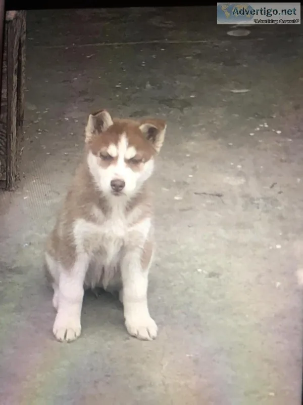 Huskys 2 months