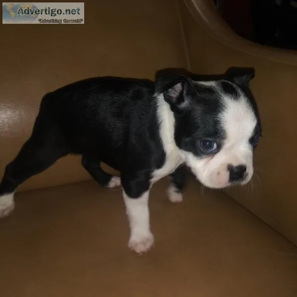 Boston Terriers puppies