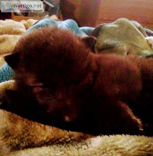 Wolf pups for sale