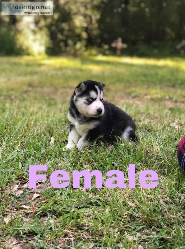 Siberian husky puppies