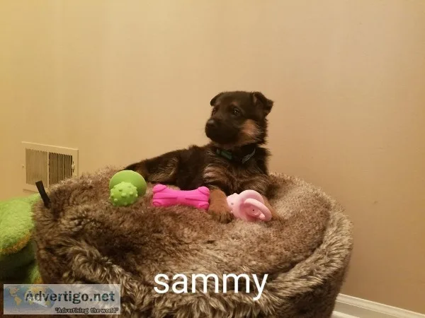 German Shepherd Puppies
