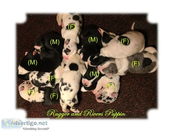 Windriver Great Danes with CH Bloodlines