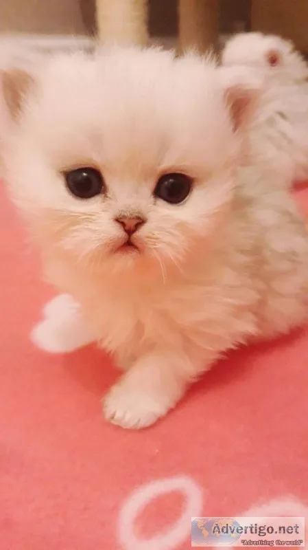 Persian kittens 500