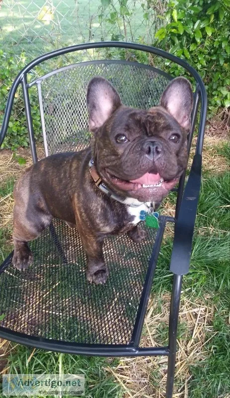 CKC French Bulldog