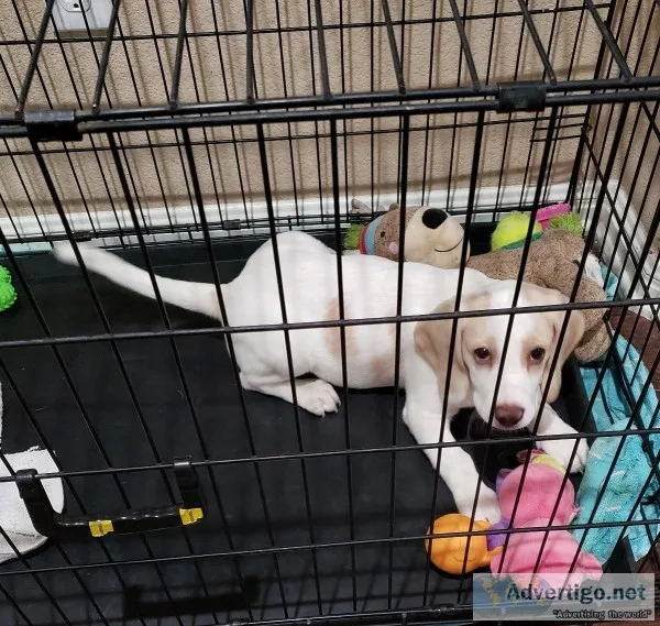 Lemon Beagle