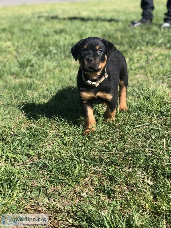 Rottweiler male puppy