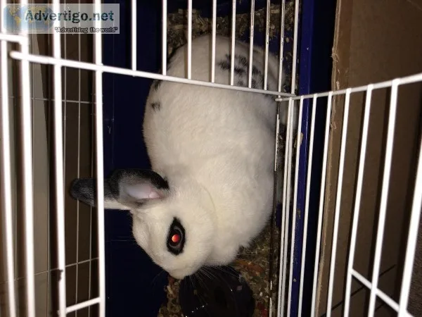 Year old female bunny