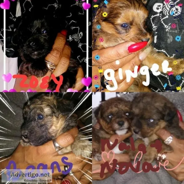 Yorkie mix
