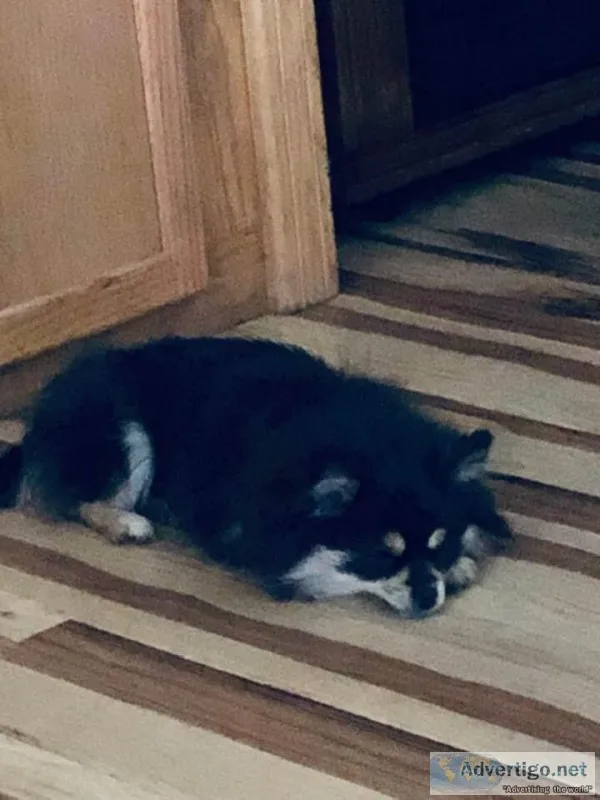 BLACK AND TAN FEMALE POMERANIAN