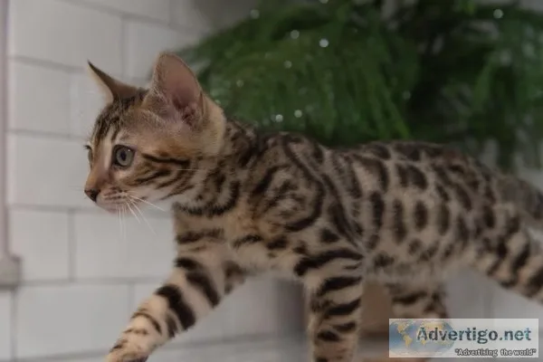 bengal kittens 500