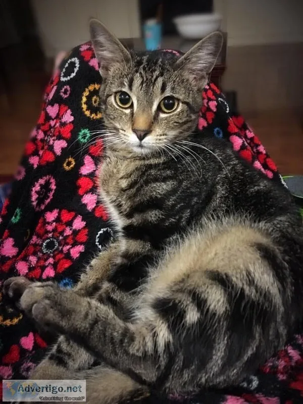 2 free house cats
