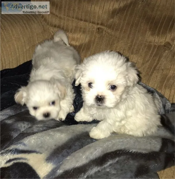 Maltese Intelligent Puppy