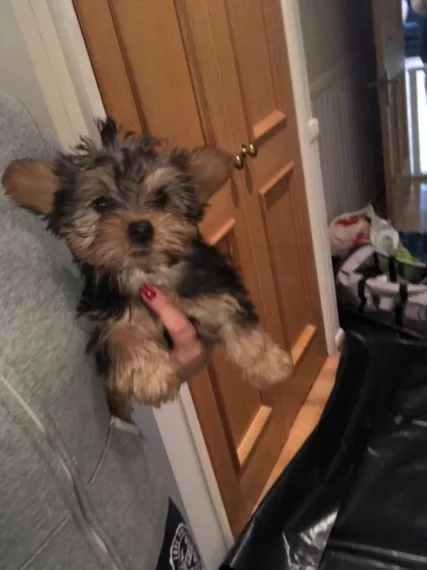 Yorkieshire