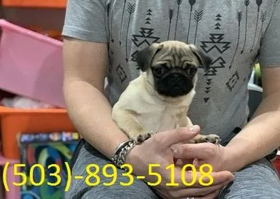 Stunning Pug Pups Boys and Girls Left..11 Weeks 