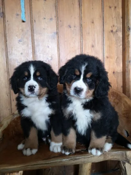 Bernese mountain
