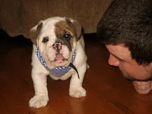 English bull dog