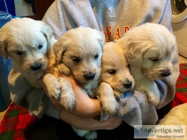 Golden retriever
