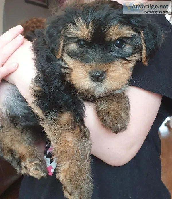Beautiful york pupy