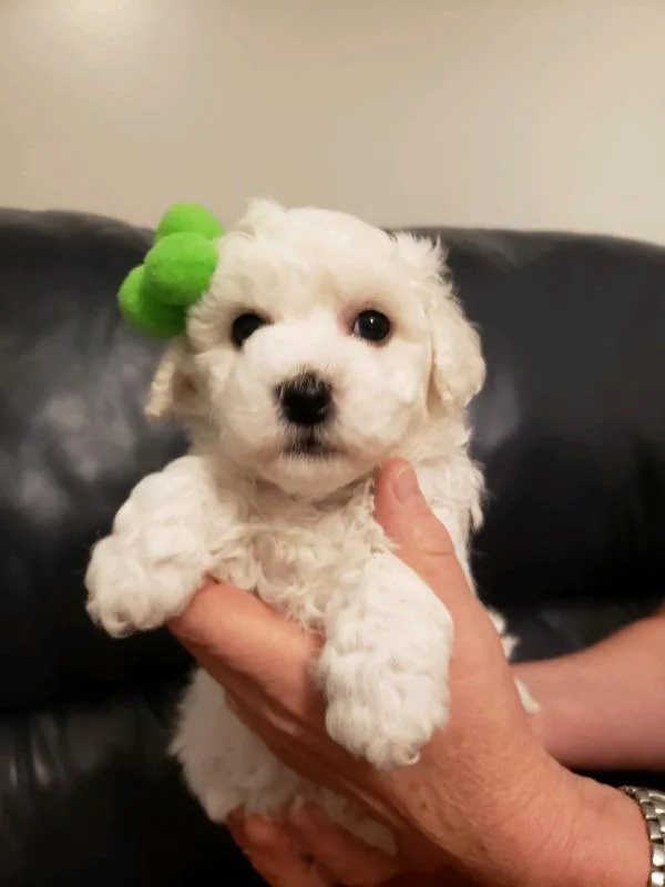 Pure Breed Bichon Frise