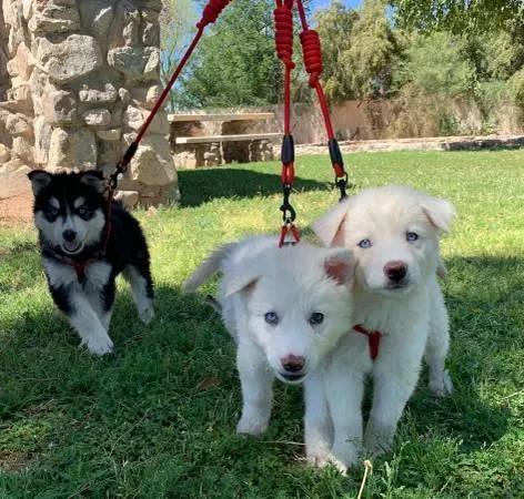Loveable husky Pups