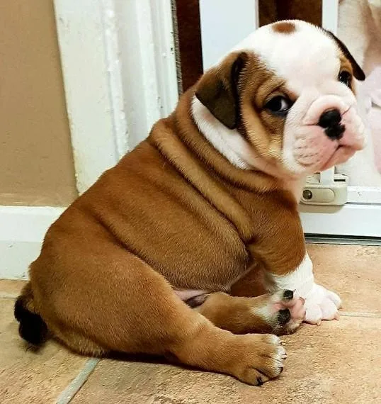 Akc registered English Bulldog puppies