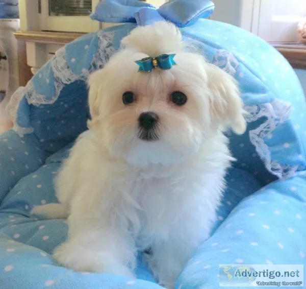 Quality registered maltese puppies