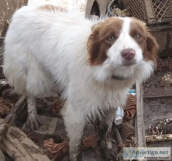 Border Collies red and white males