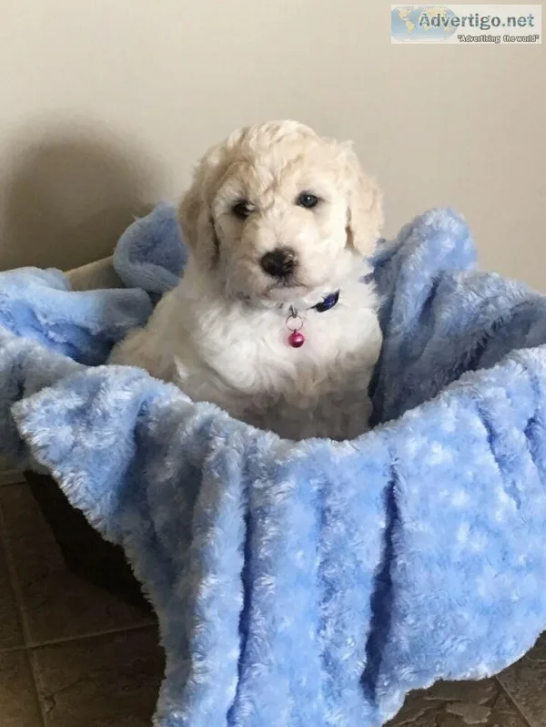 GoldenDoodle pups