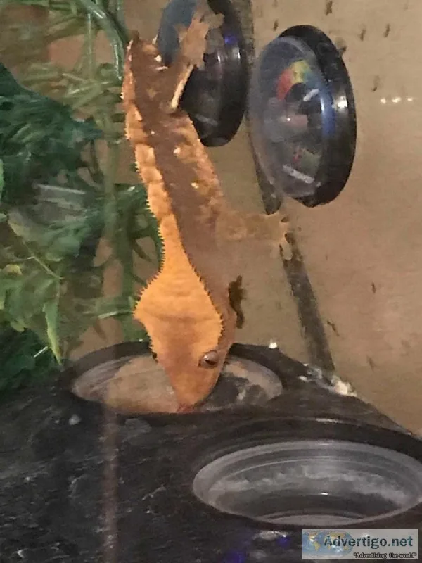 Crested Gecko for Sale (with tank)
